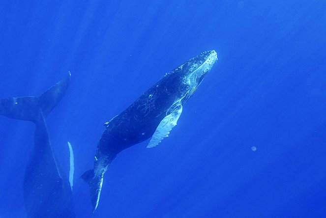 Humpbacks: From Fire to Ice - Van film