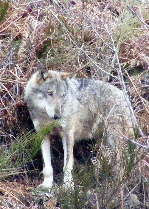 Guardians of Nature - Wolves at Gran Paradiso - Kuvat elokuvasta