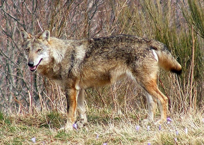 Guardians of Nature - Wolves at Gran Paradiso - Photos