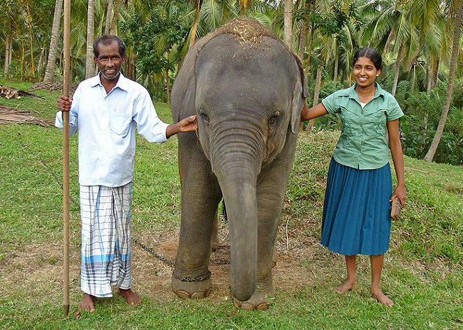 The Girl and the Elephants - Photos