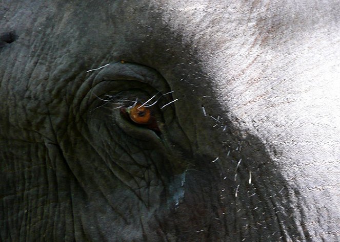 Chandani: The Daughter of the Elephant Whisperer - Van film