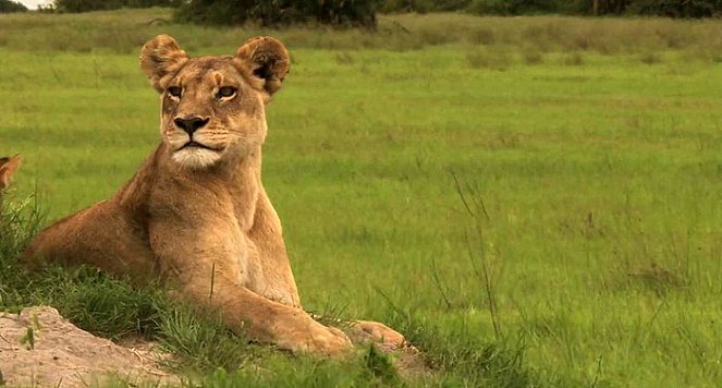 The Last Lions - Kuvat elokuvasta