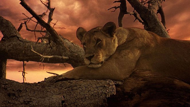 The Last Lions - Do filme