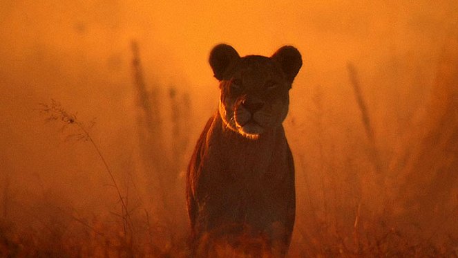 The Last Lions - De la película