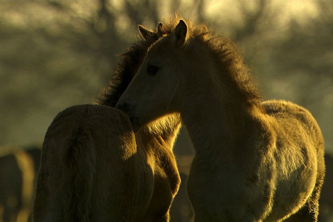 Die letzten Europas - Wildpferde im Münsterland - Filmfotos