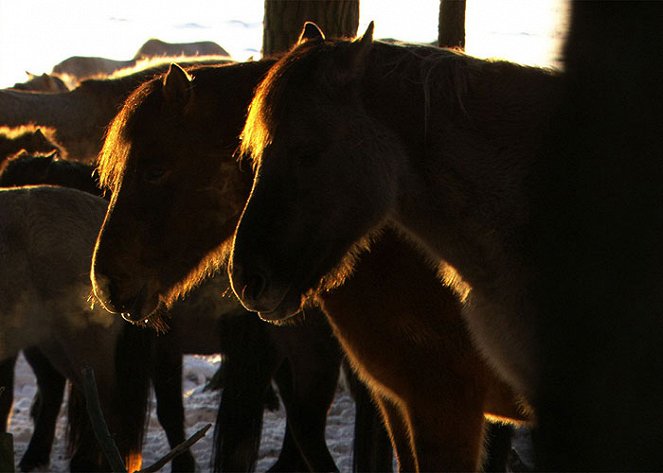 Die letzten Europas - Wildpferde im Münsterland - Filmfotos