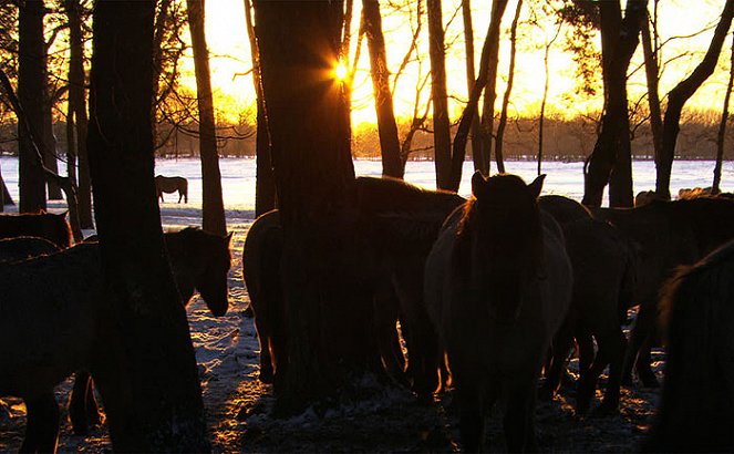 Die letzten Europas - Wildpferde im Münsterland - Van film