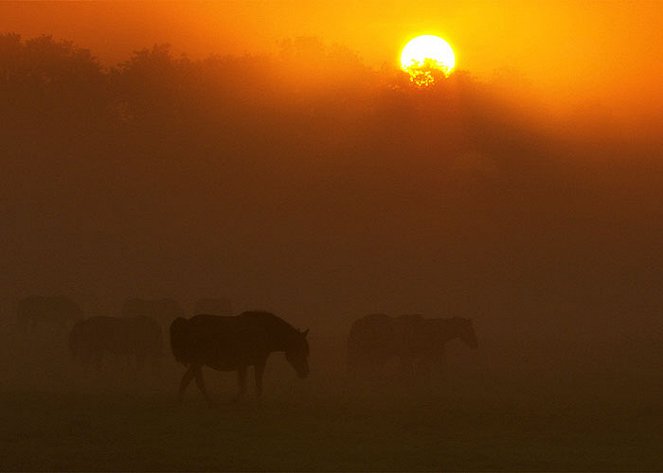 Die letzten Europas - Wildpferde im Münsterland - Filmfotos