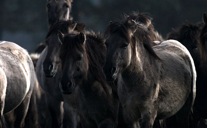 Európa utolsó vadlovai – A Dülmeni pónik - Filmfotók