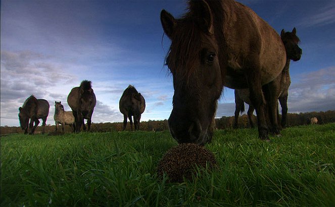 Die letzten Europas - Wildpferde im Münsterland - De la película