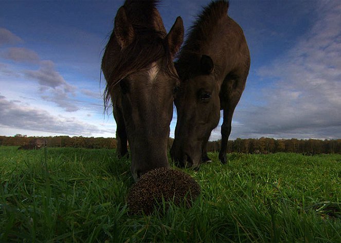 Die letzten Europas - Wildpferde im Münsterland - Film