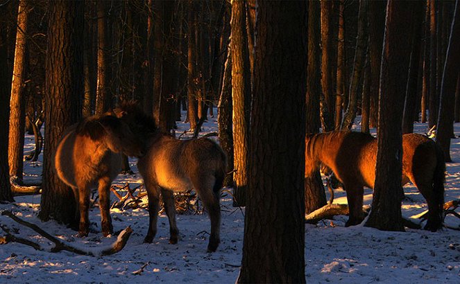 Europe's Last Wild Horses - Photos
