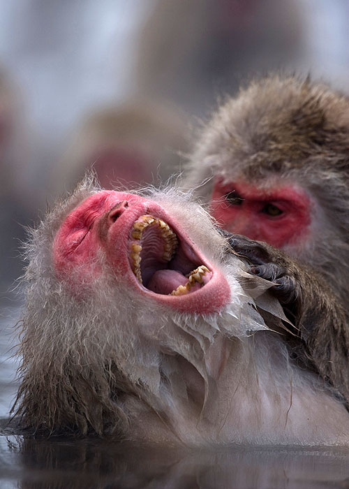 The Natural World - Season 27 - Snow Monkeys - Kuvat elokuvasta