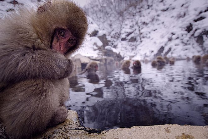 The Natural World - Snow Monkeys - Van film