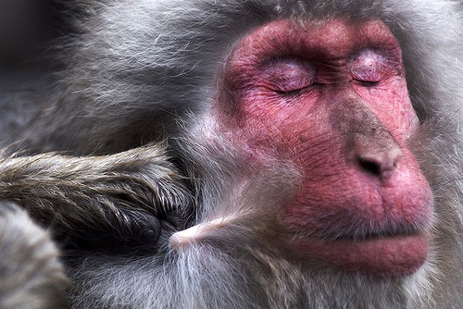 The Natural World - Snow Monkeys - Photos
