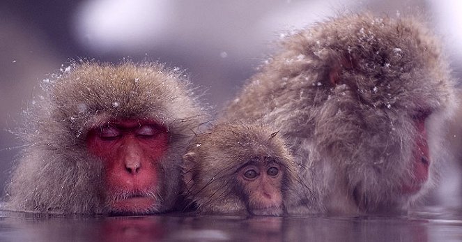 The Natural World - Snow Monkeys - Do filme