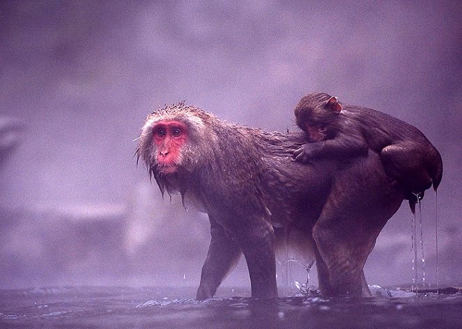 The Natural World - Snow Monkeys - Do filme