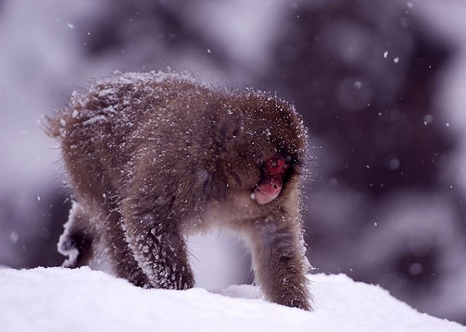 A természeti világ - Természeti világ - japán makákók - Filmfotók