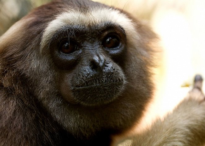 The Natural World - Radio Gibbon - Photos
