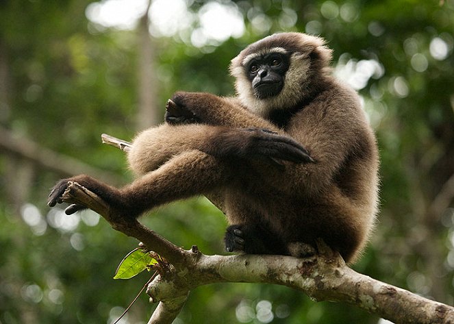 Natural World - Radio Gibbon - Filmfotos