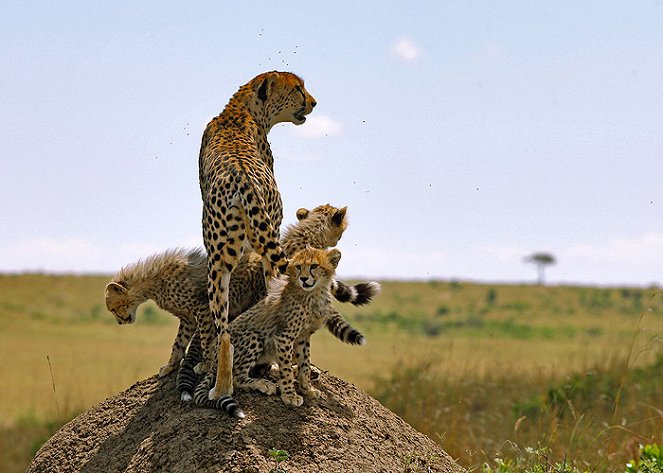 Serengeti - Film