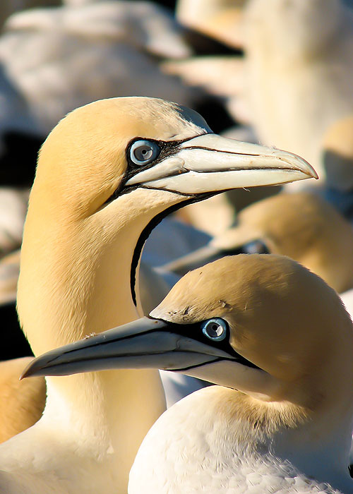 Gannets - The Wrong Side of the Run - Filmfotos