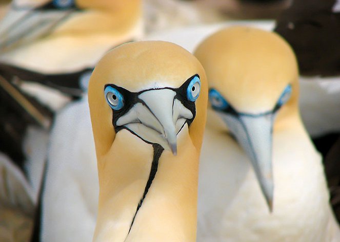 Gannets - The Wrong Side of the Run - Filmfotos