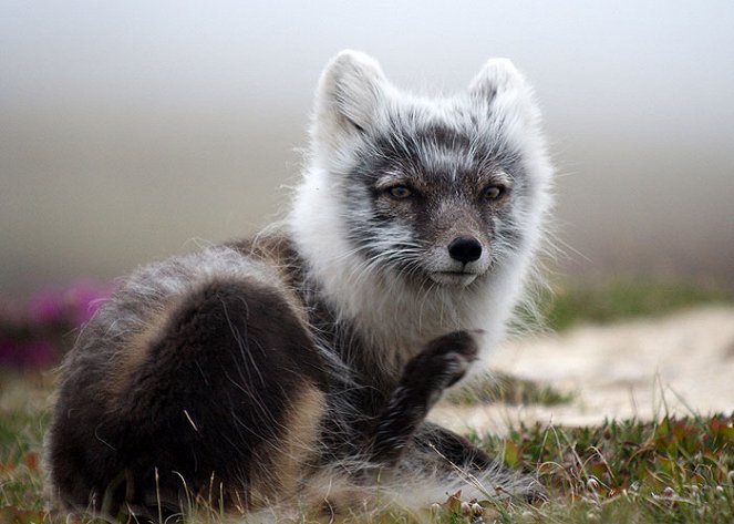 Arctic Fox - Filmfotók