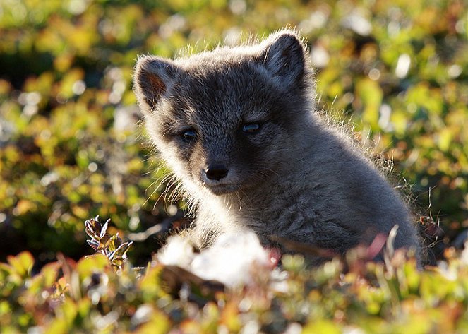 Arctic Fox - Photos