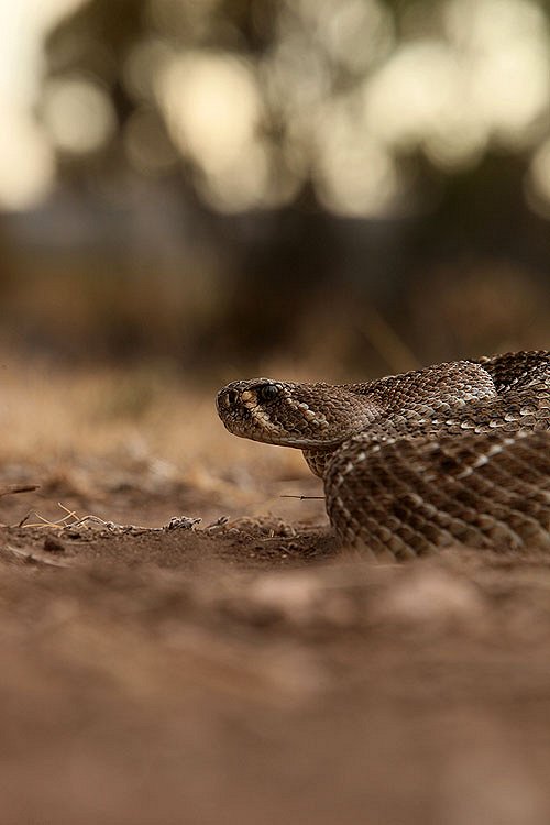 Rattlesnake Republic - Van film