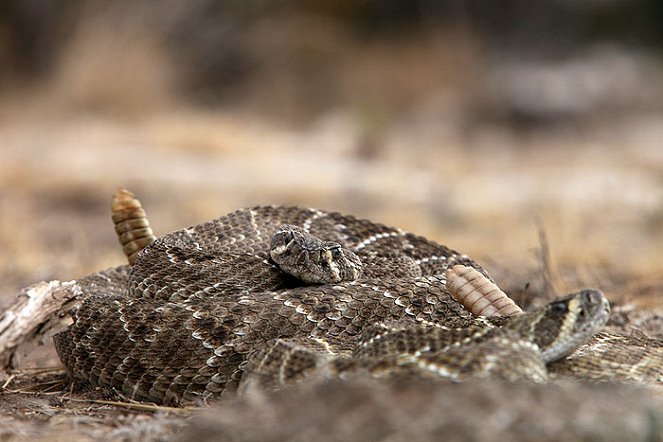 Rattlesnake Republic - Van film