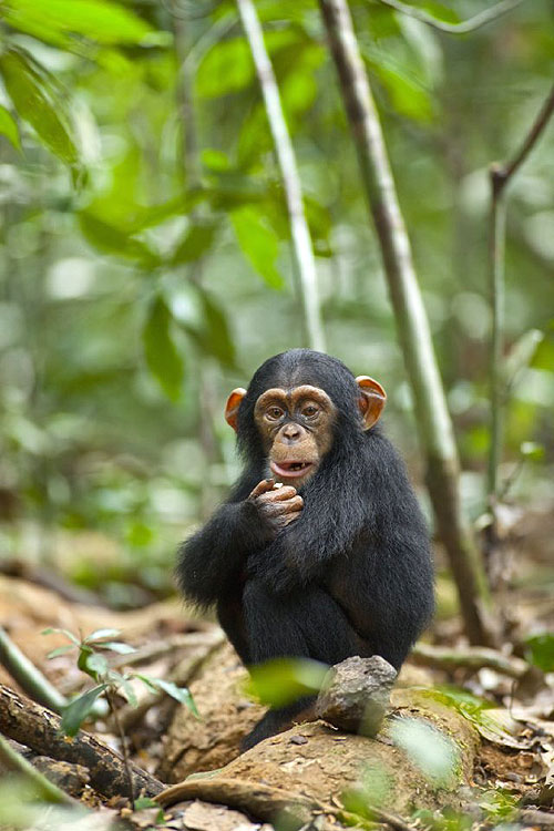 Chimpanzee - Van film