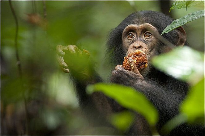 Chimpanzee - Do filme