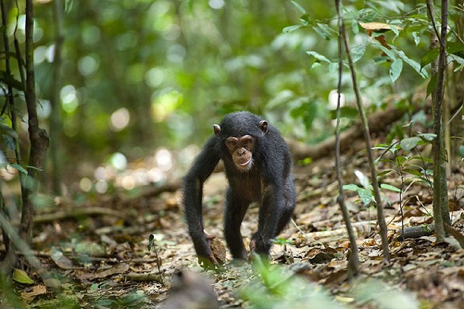 Chimpanzee - Van film