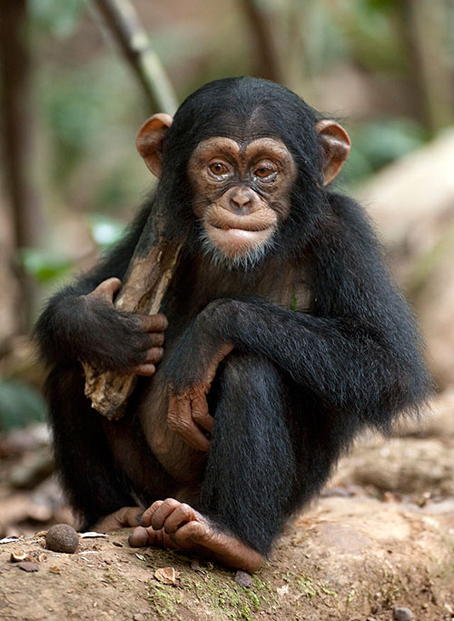 Oscar, a csimpánz - Filmfotók
