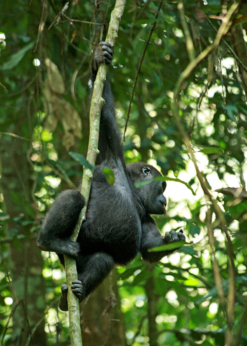 Primeval Forest Adventure - Among Gorillas - Photos