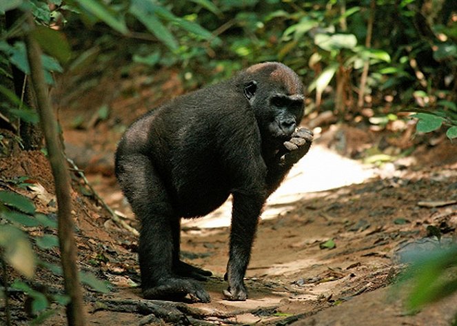 Abenteuer Urwald: Unter Gorillas - Film