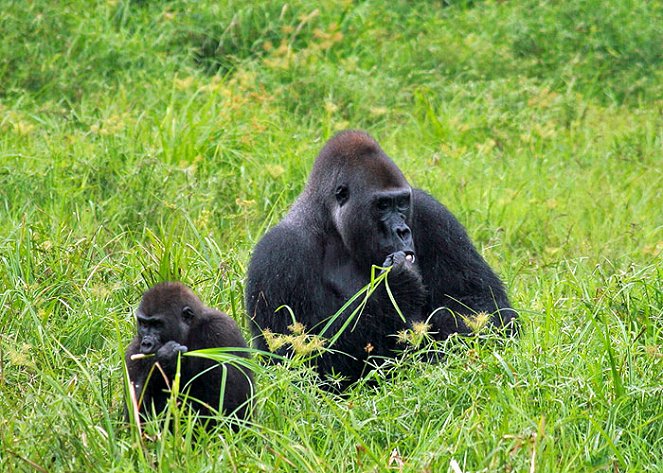 Dobrodružství z prastarého lesa: Mezi gorilami - Z filmu