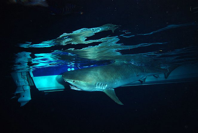 Žralok U - Z filmu