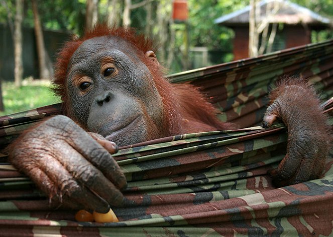 Orangutan Diary - De la película