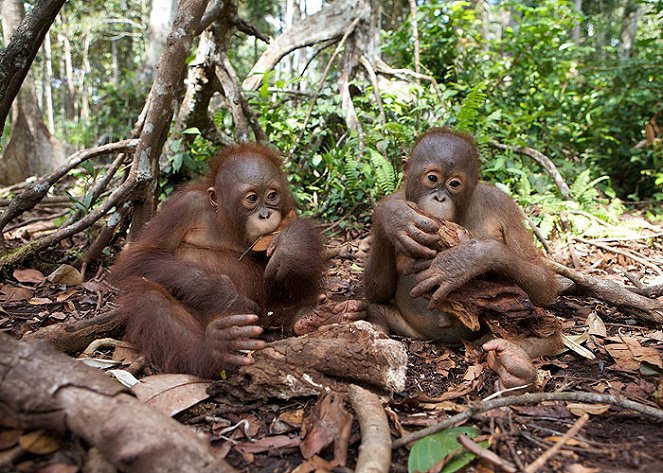 Orangutan Diary - Filmfotos