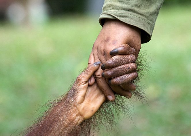 Orangutan Diary - Filmfotos