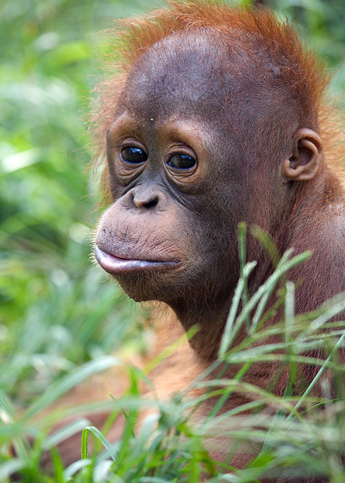 Orangutan Diary - Photos