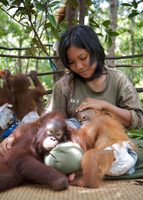 Deníky orangutanů - Z filmu
