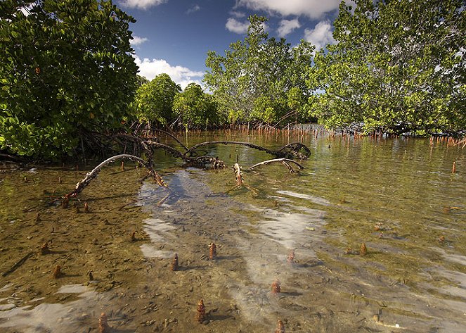 The Lost Lagoon - Z filmu