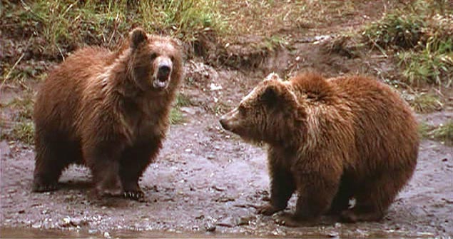 La Légende de l'ours - Film