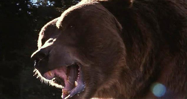 Ahol a grizzlyk élnek - Filmfotók - Bart a medve