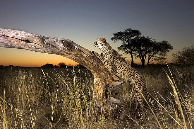 Cheetah Kingdom - De la película