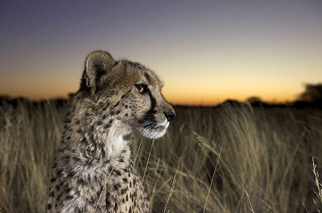 Cheetah Kingdom - Van film