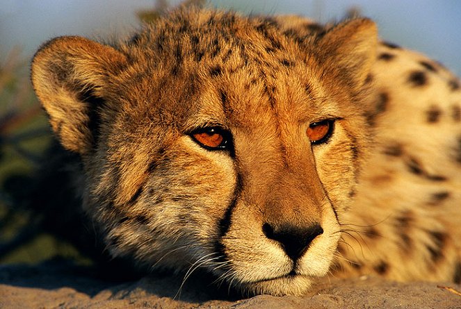 Cheetah Kingdom - Photos
